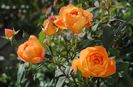 Lady Emma Hamilton