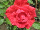 Picture My plants 3640