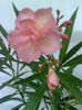 Imagine4944_1