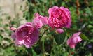 Harlow Carr