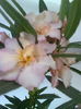 PROVENCE-DIANA