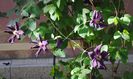 clematis Romantika