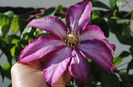 13 iunie, clematis Betty Risdon