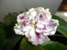 SAM_6141