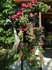 DSC09062