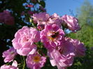 DSC09067