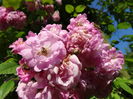 DSC09072