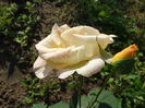 DSC09076