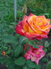 DSC09082