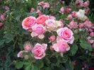 IMGP8685