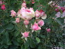 IMGP8686