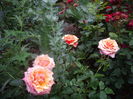 IMGP8715
