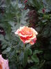 IMGP8716