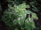 menta decorativa
