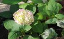 13 06,hortensie nikko blue,cam rozalie...