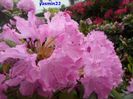 032  Rododendron 2015