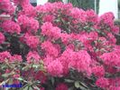 033 Rododendron 2015