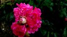 DSC06185