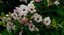 DSC06196