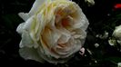DSC06199