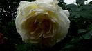 DSC06201