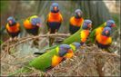 _45389969_rainbowlorikeets3