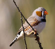 Taeniopygia_guttata_-Karratha_Pilbara_Western_Australia_Australia_-male-8_2