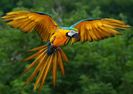 blue-and-yellow-macaw-in-flight