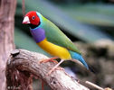 gouldian-red-headed_sm