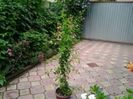 plumbago albastru