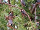 java-sparrow-hawaii-1024x768