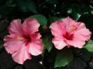 boreas pink