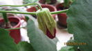 Abutilon rosu