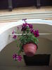 DSCF2752