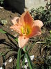 Hemerocallis Hall's Pink