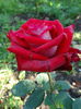DSC09096
