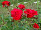 DSC09140