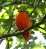 Orangedove_taveuni_june2008