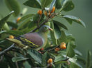 tim-laman-exotic-dove-or-pigeon-sitting-in-a-fruit-filled-tree