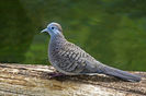 zebra_dove2