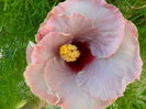 SAM_6162