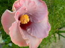 SAM_6165