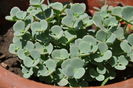 sedum sieboldi