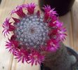 Mammillaria Matudae.