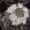 Mammillaria zeilmanniana  f albiflora