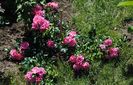 Heidetraum
