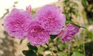 Harlow Carr