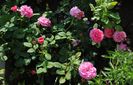 England s Rose
