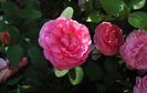 England s Rose