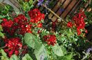 Bienenweide Rot